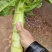 兰州高原夏菜红叶香莴笋