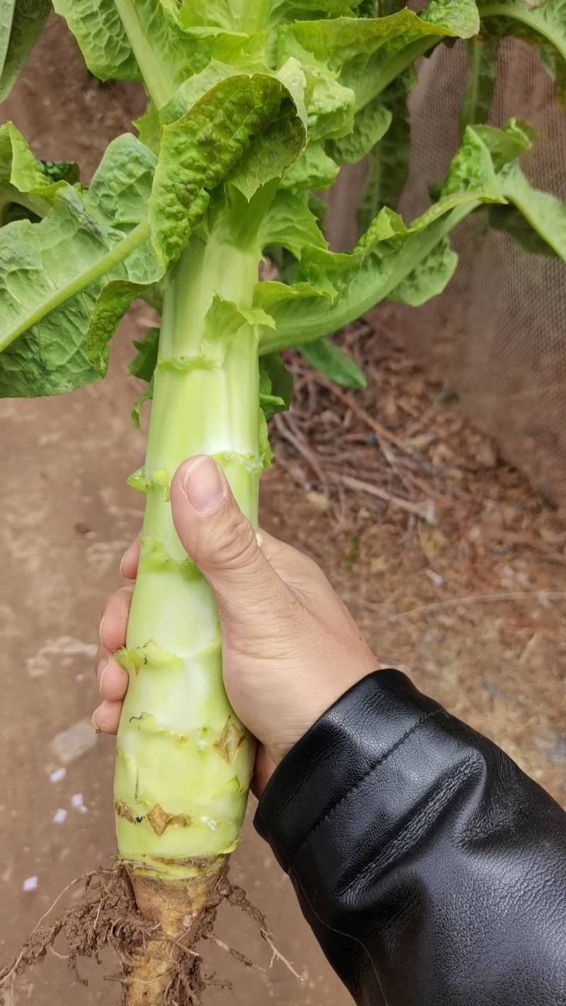 兰州高原夏菜红叶香莴笋