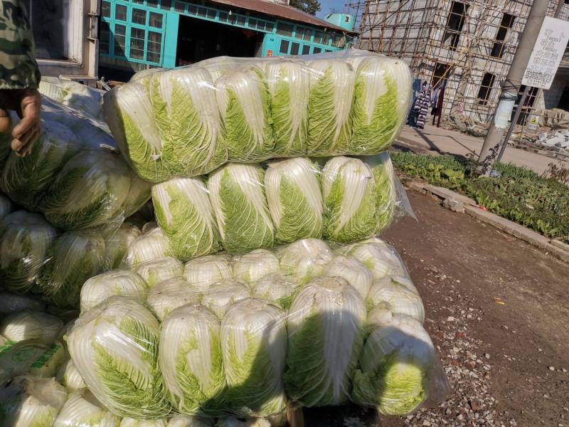 黄心大白菜江苏白菜黄心白菜基地现货可发货全国市场