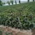 兰州高原夏菜红叶香莴笋