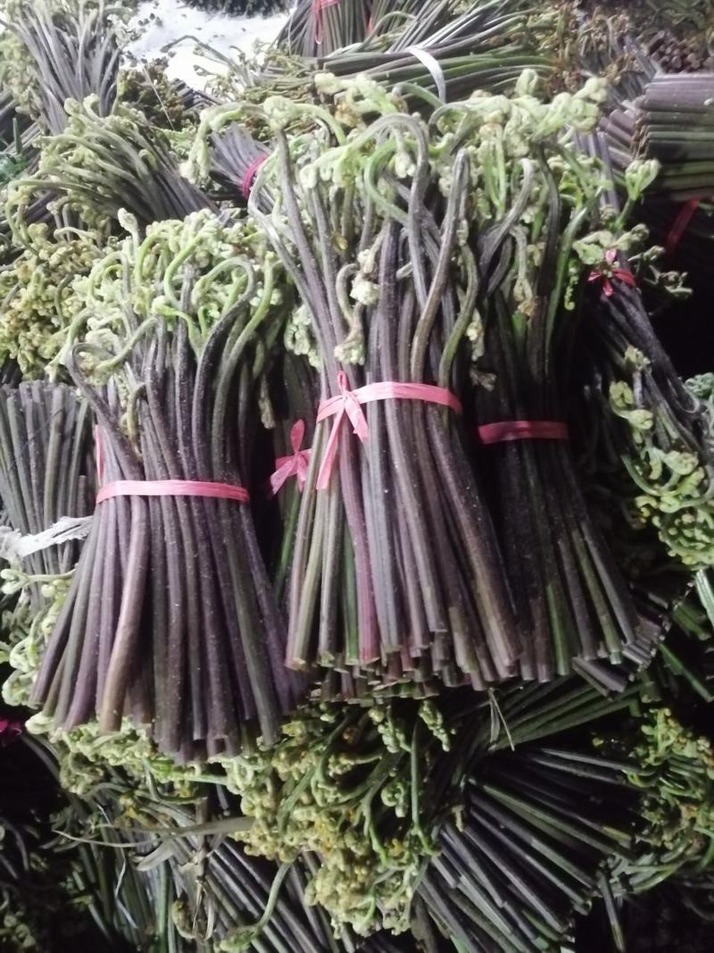 贵州高山新鲜蕨菜