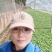 占地葡萄营养杯青苗。无纺布袋,不脱袋直接栽上就活
