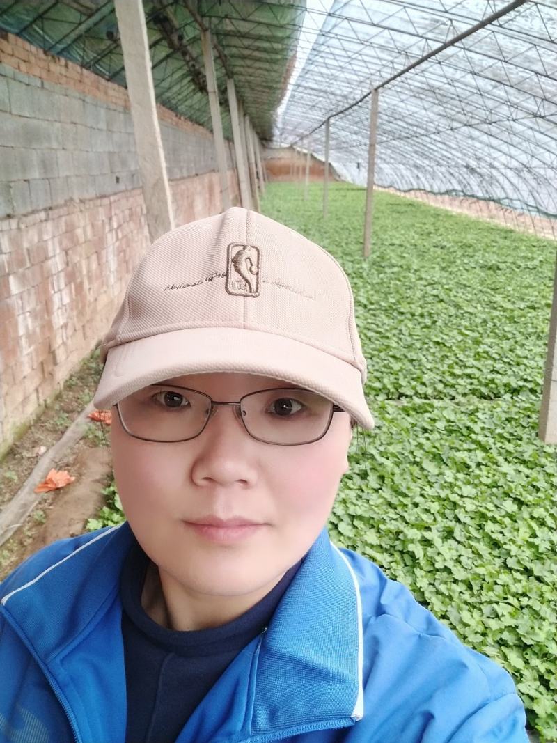 占地葡萄营养杯青苗。无纺布袋，不脱袋直接栽上就活