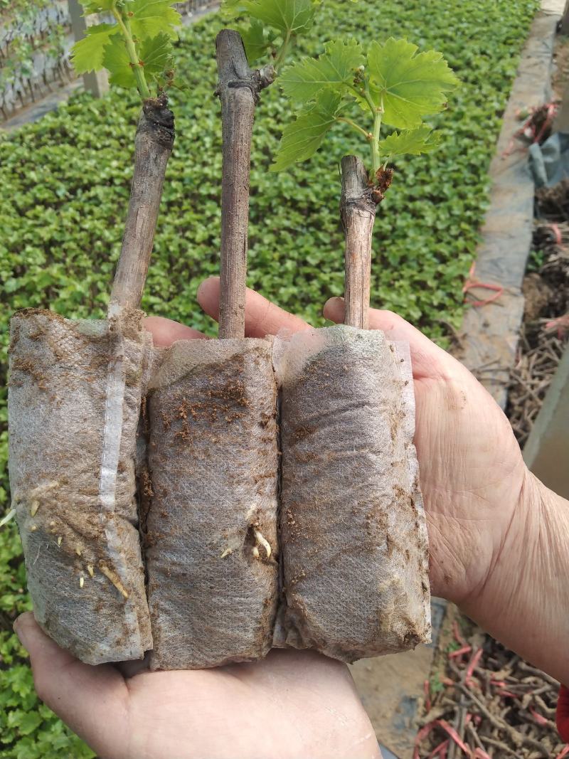 占地葡萄营养杯青苗。无纺布袋，不脱袋直接栽上就活