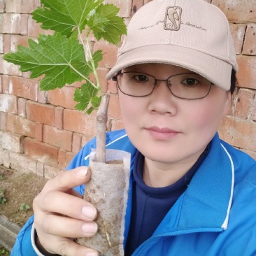 占地葡萄营养杯青苗。无纺布袋,不脱袋直接栽上就活