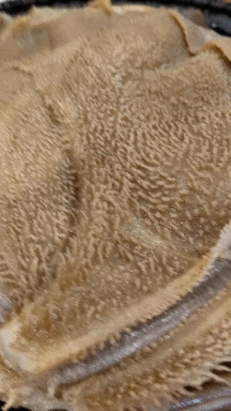 毛肚水牛大叶片黄牛大叶对接火锅店电商货量大