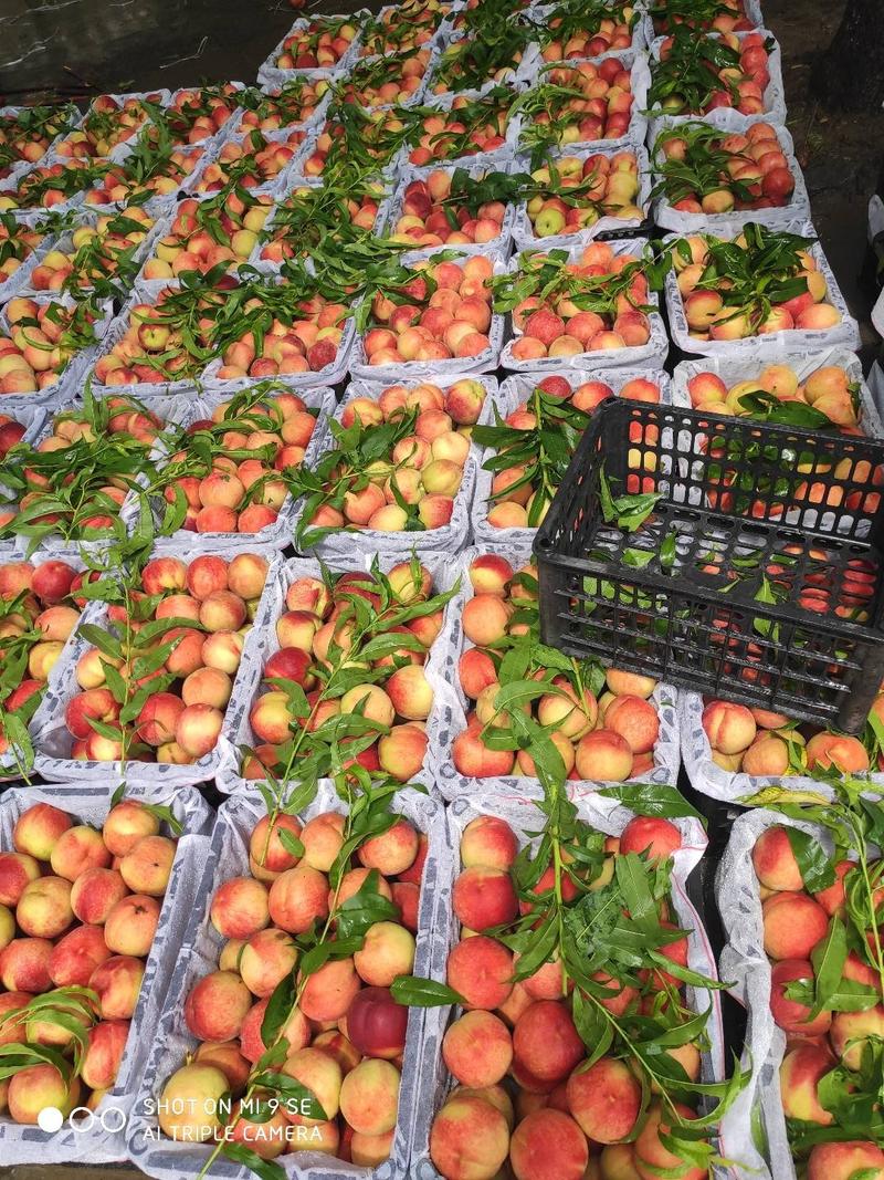 精品油桃，金蕾大量上市，产地直发量大价优