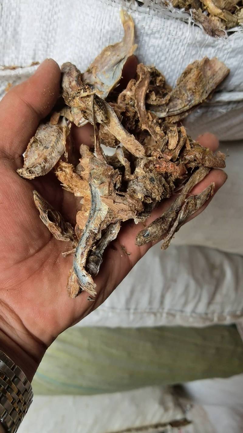 饲料鱼干小杂鱼干鱼
