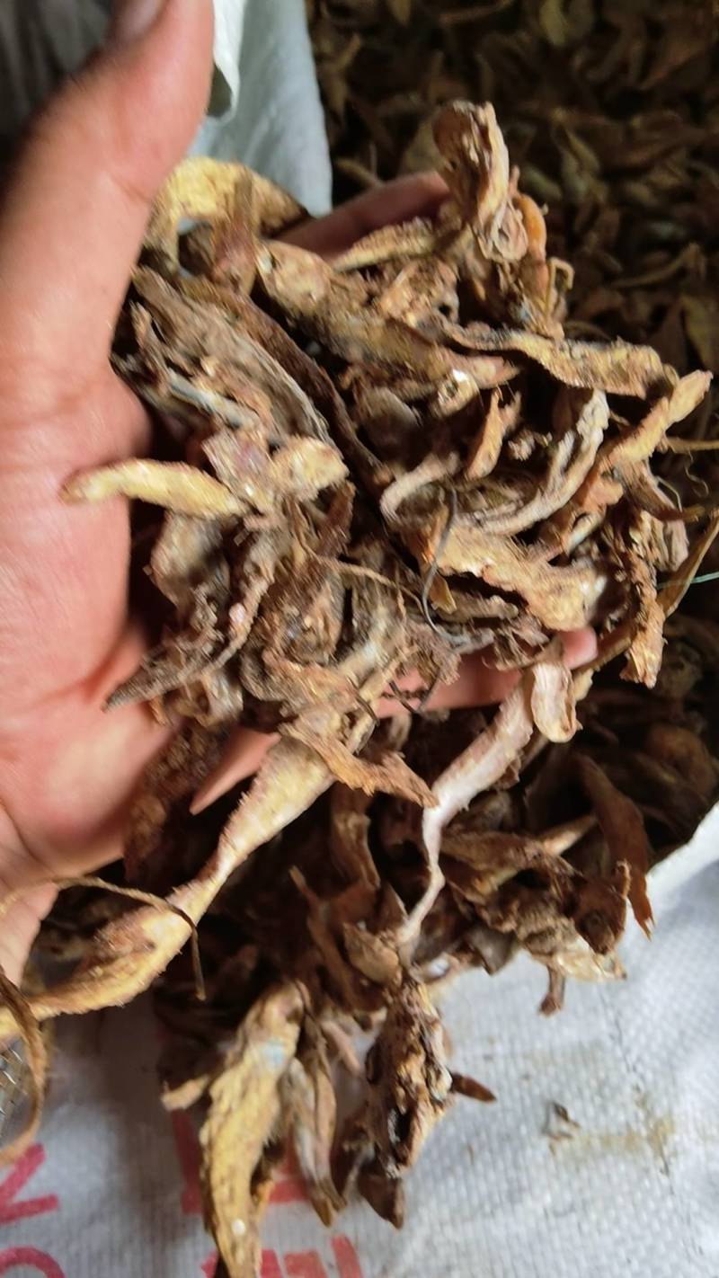 饲料鱼干小杂鱼干鱼