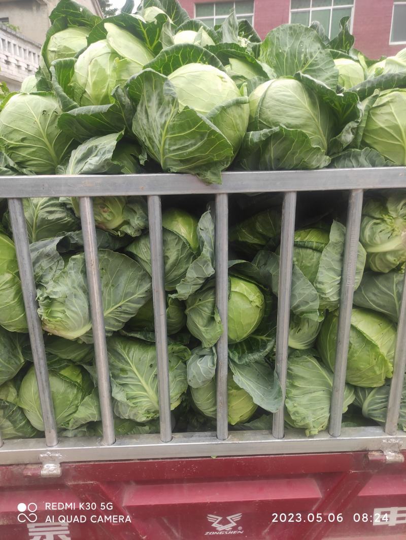 甘蓝大量上市，需要的联系
