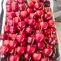 【好货】山东红灯樱桃大量上市中质量保证新鲜采摘