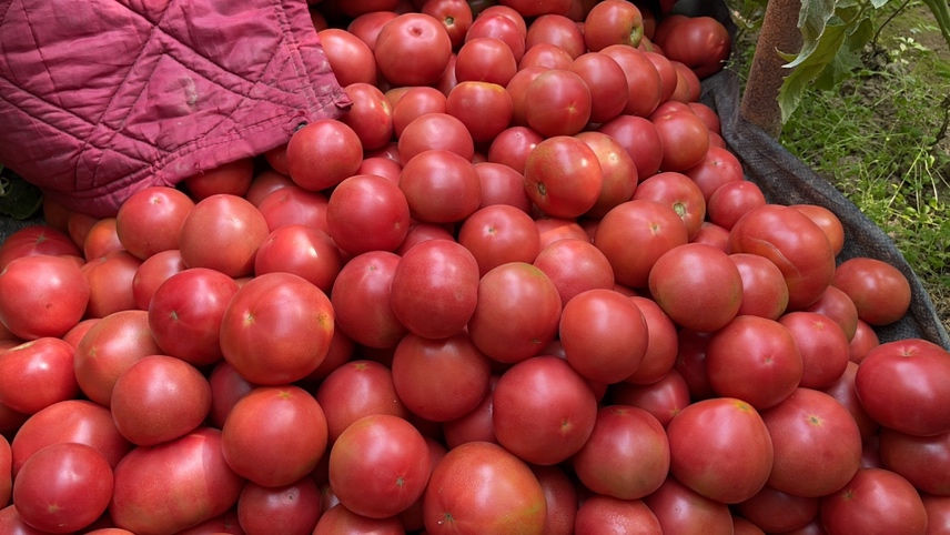 图中展示了成熟的普罗旺斯西红柿果实,色泽鲜红,表皮光滑,果实饱满,展现出优良的品种特性 普罗旺斯西红柿成熟果实特写