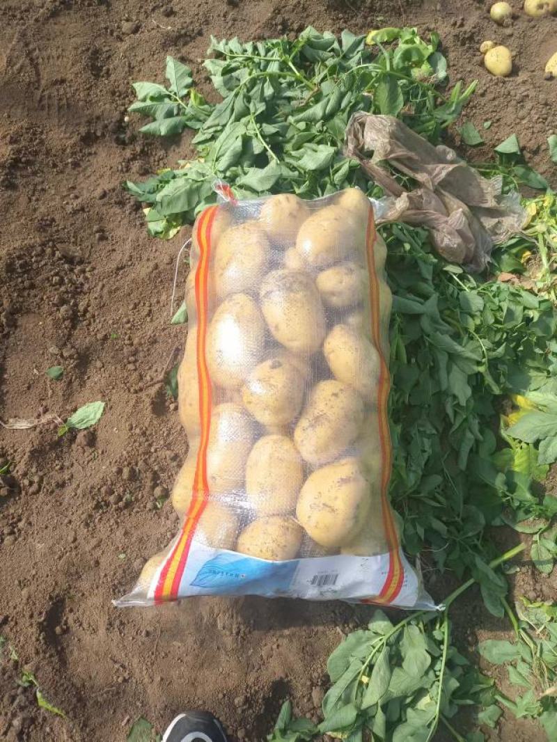 精品出售绥中土豆大量上市品种多多价格便宜