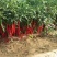 辣椒西红柿黄瓜茄子以及各种菜苗有要的联系我批发