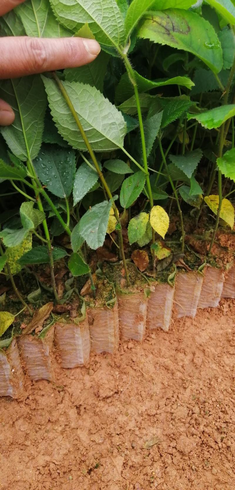 广西【五指毛桃】营养杯苗易种植产量高自产自销量大从优