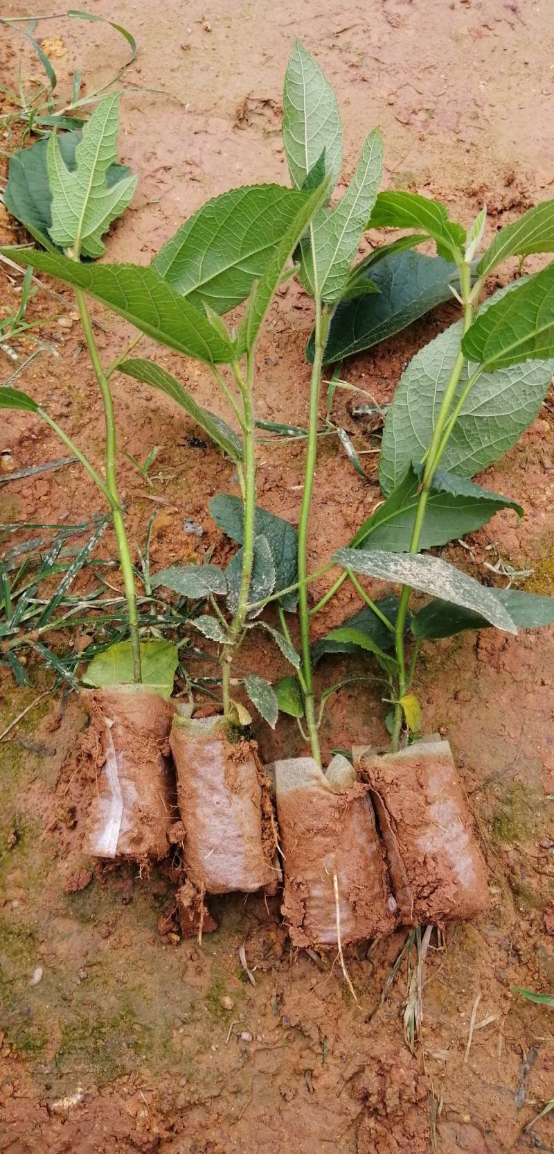 广西【五指毛桃】营养杯苗易种植产量高自产自销量大从优