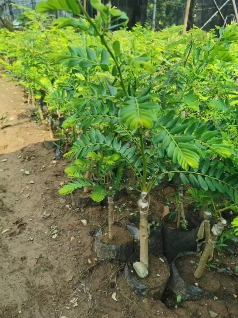 余甘果苗，橄榄果苗，大肉甜余甘果苗