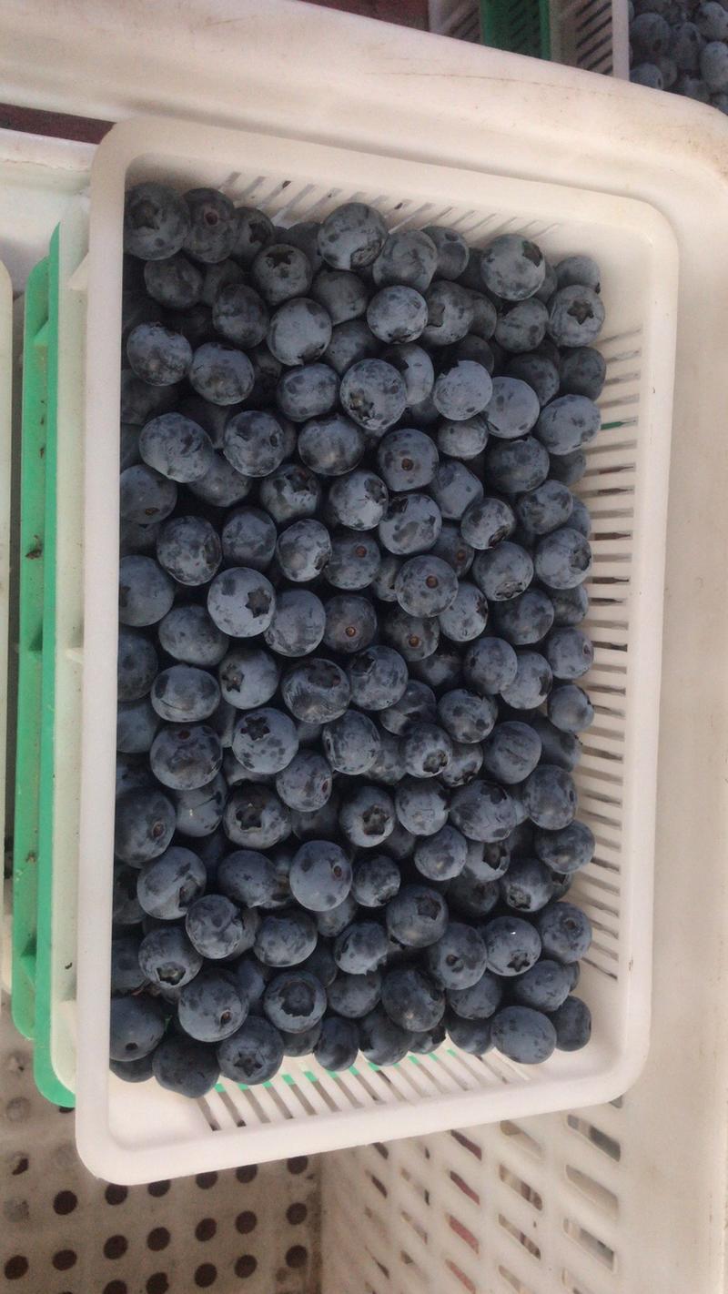 现摘新鲜蓝莓，