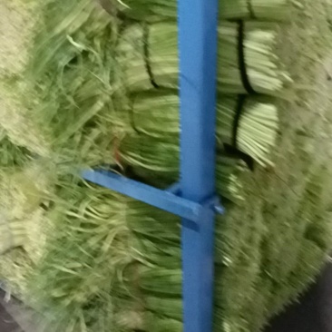 产地批发蒜苔
