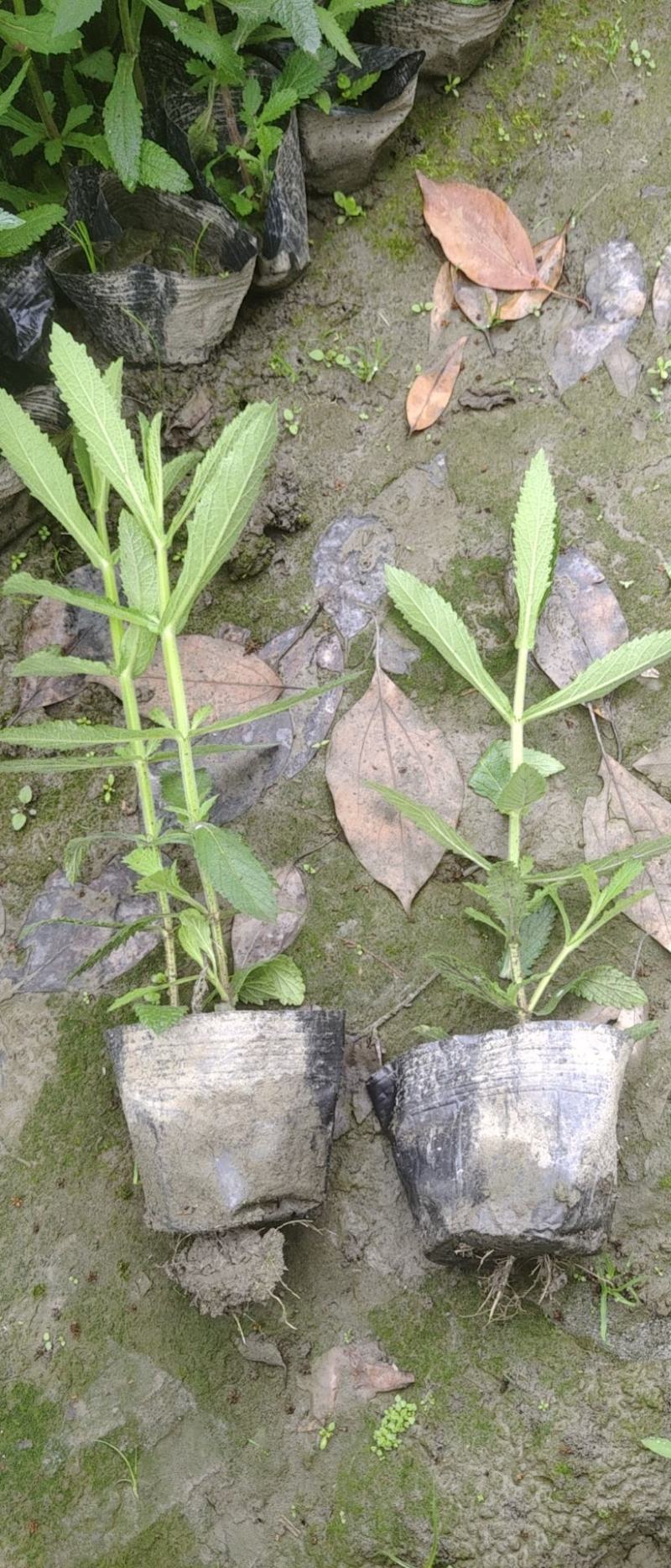 千鸟花（山桃草）柳叶马鞭草，墨西哥鼠草自己苗圃量大优惠