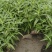 千鸟花（山桃草）柳叶马鞭草，墨西哥鼠草自己苗圃量大优惠