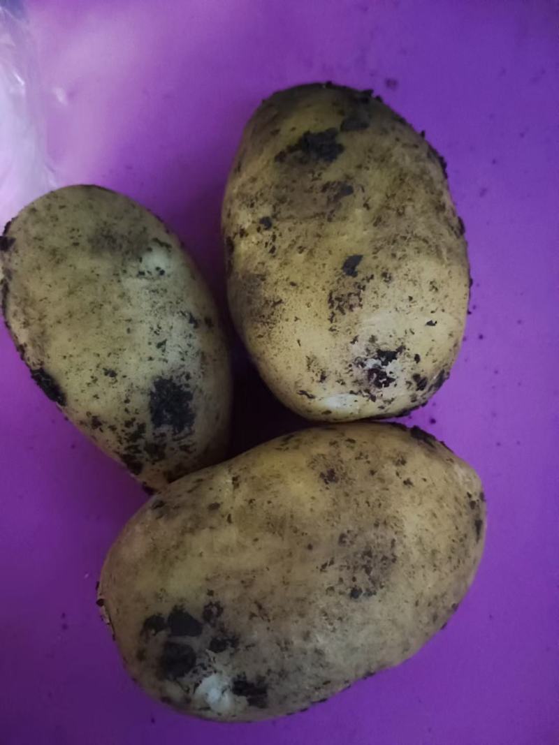 黄心土豆，沃土，荷兰15，中暑，实验一，希森，