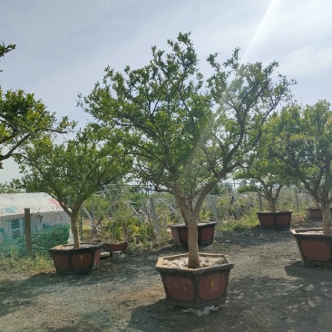 15公分石榴盆景