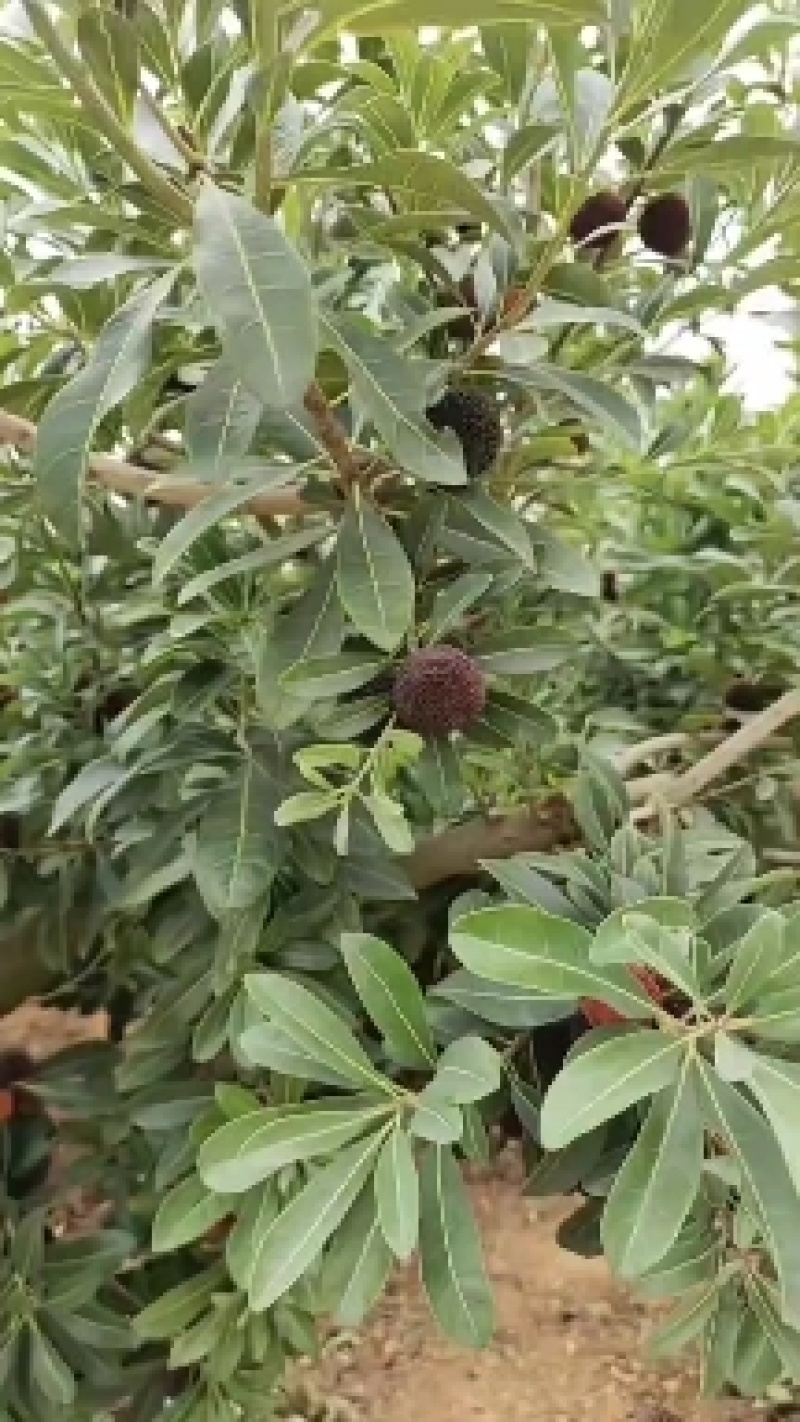 杨梅工厂货市场货多有