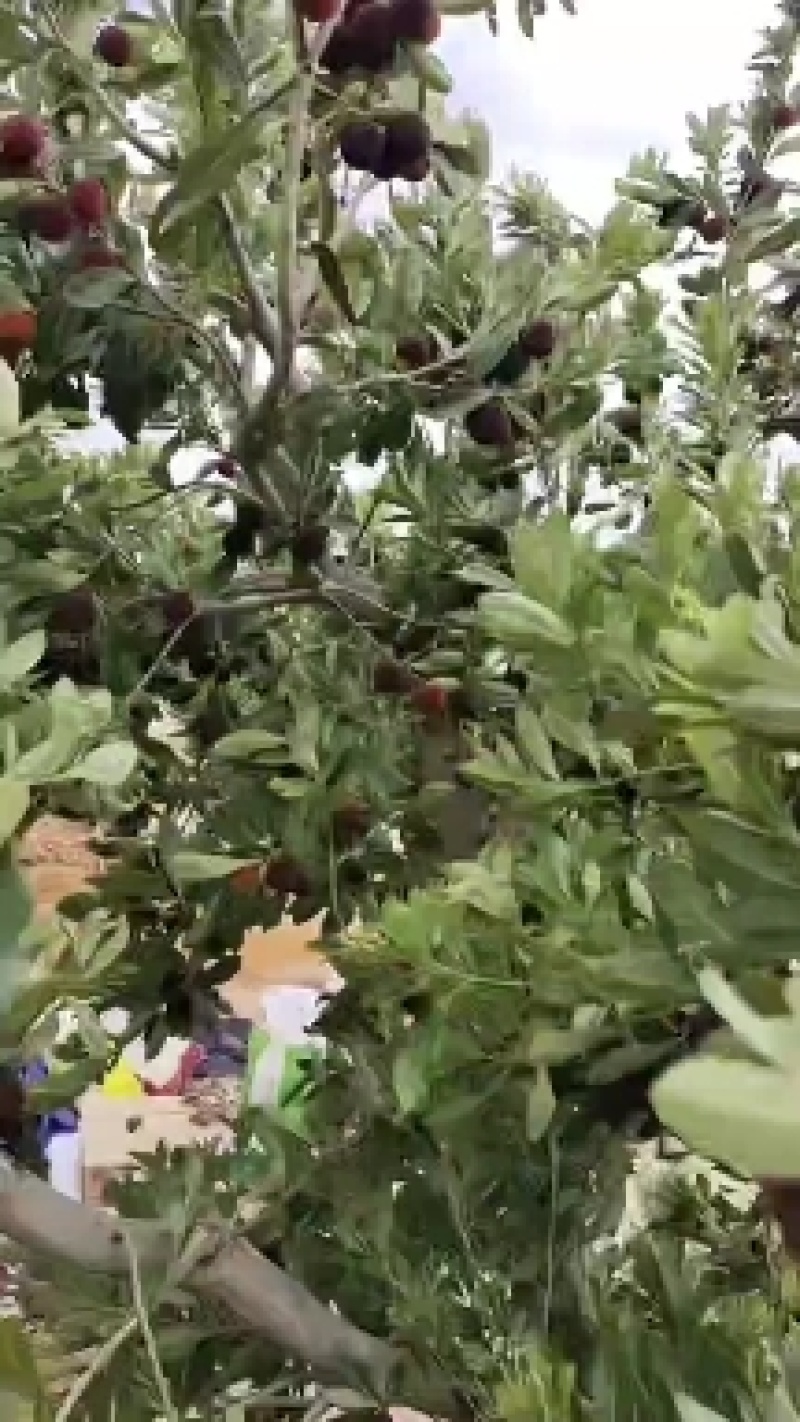 杨梅工厂货市场货多有