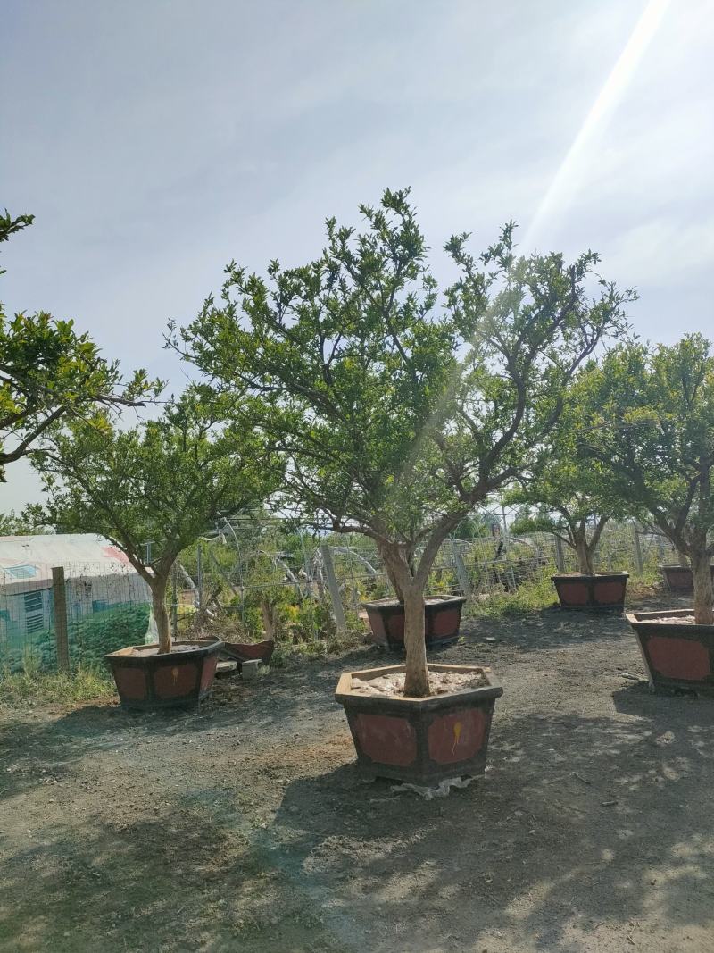 15公分石榴盆景