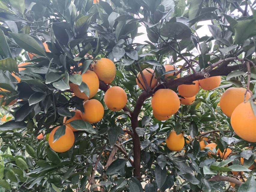 赣南脐橙果园中挂满果实的果树,阳光透过树叶洒在橙子上,呈现出一片丰收的景象 赣南脐橙果园