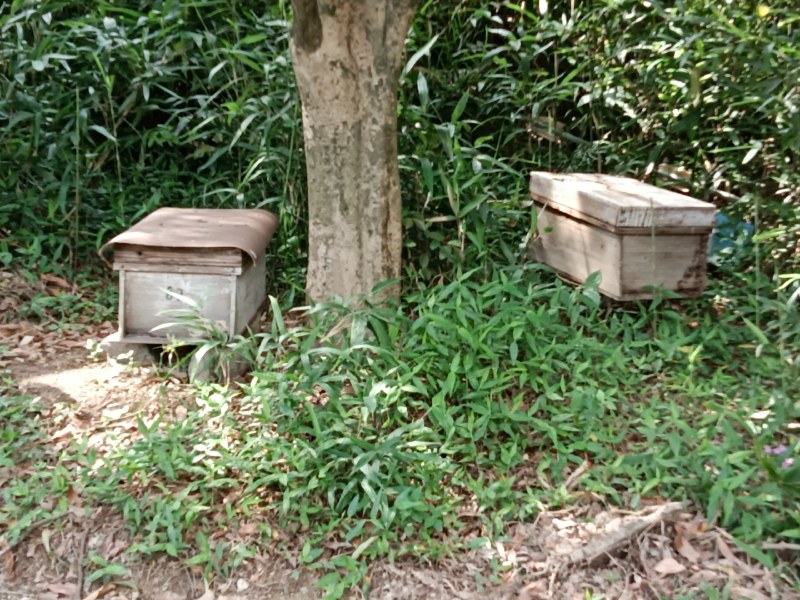 中蜂