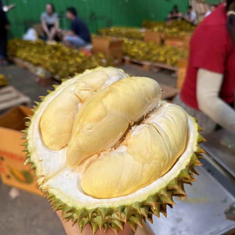 泰国金枕头榴莲鲜果一整个巴掌榴莲整箱一件代发批发非猫山王
