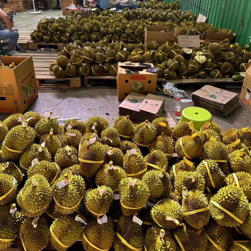 泰国金枕头榴莲鲜果一整个巴掌榴莲整箱一件代发批发非猫山王