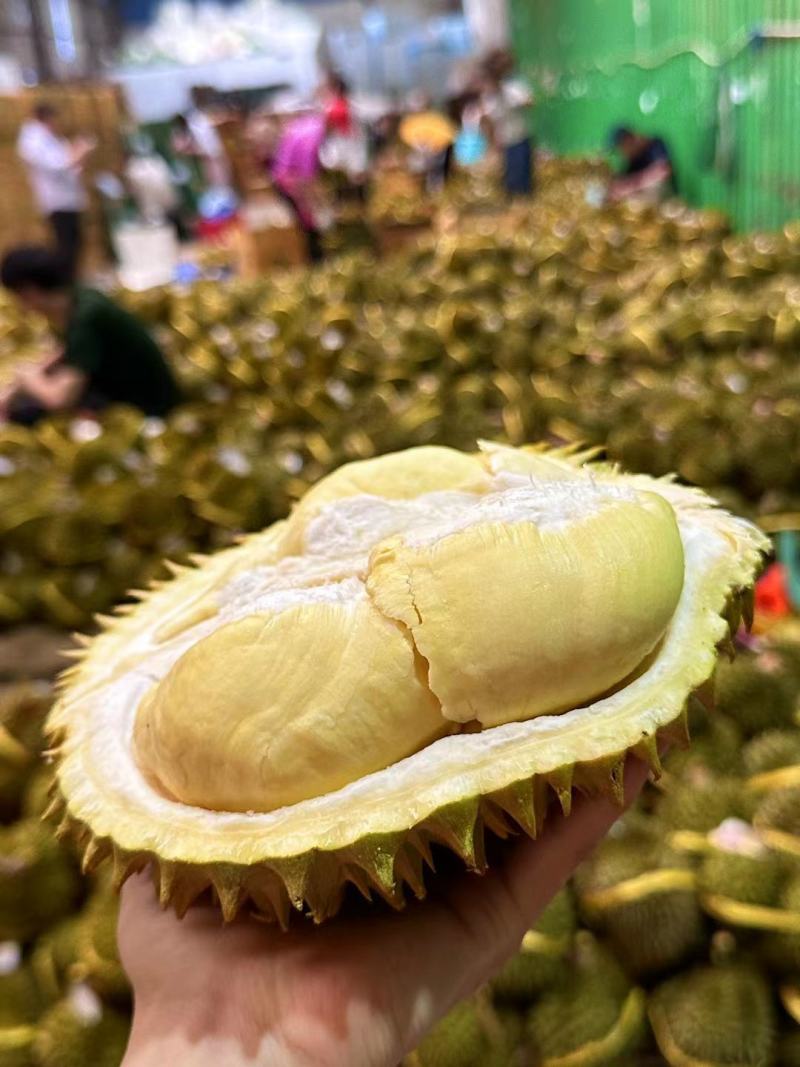 泰国金枕头榴莲鲜果一整个巴掌榴莲整箱一件代发批发非猫山王