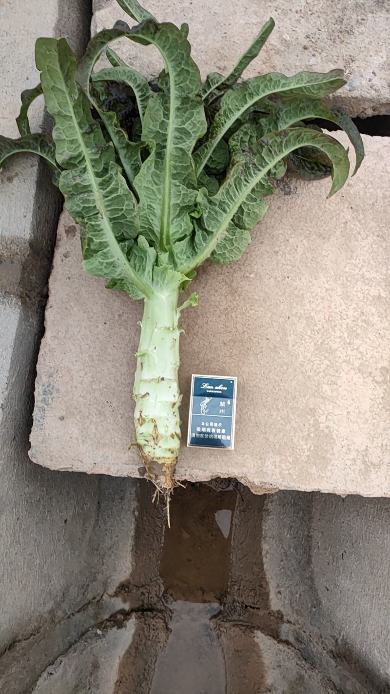高原夏菜莴苣，肉绿无裂口，杆子清秀，