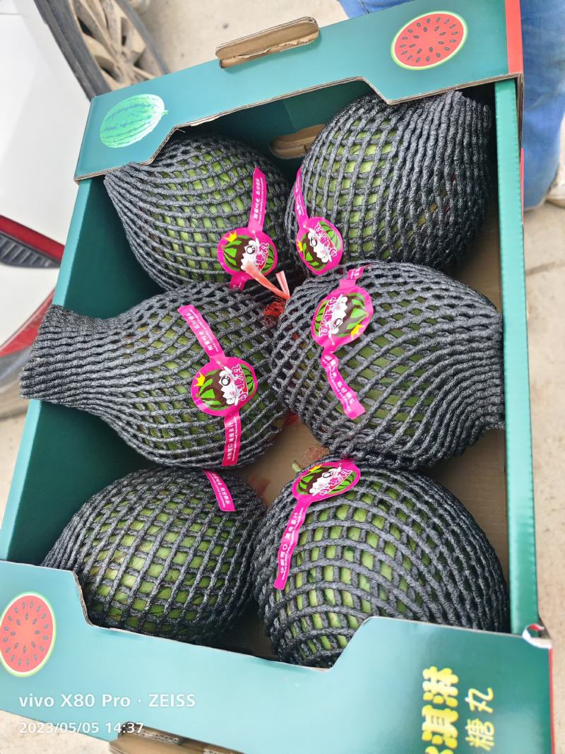陕西吊兰瓜