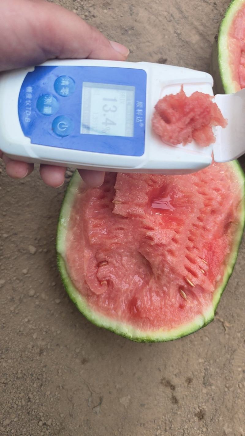 陕西吊兰瓜
