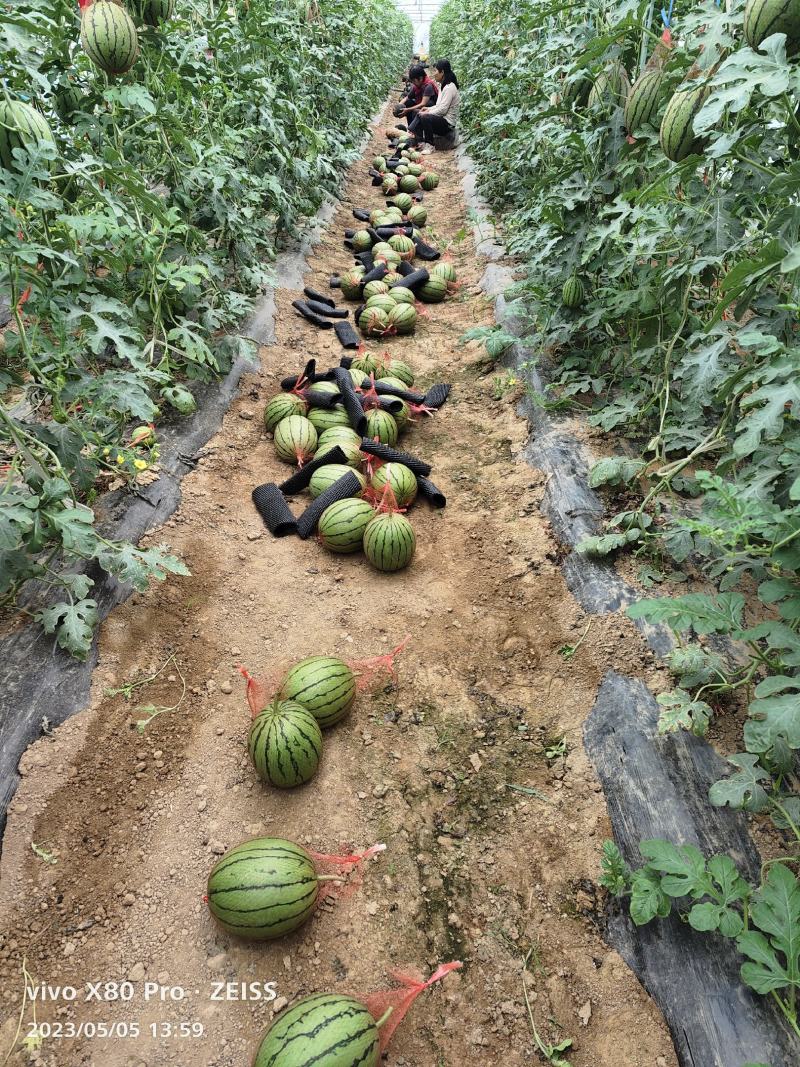 陕西吊兰西瓜大量上市传说中的手剥皮西瓜