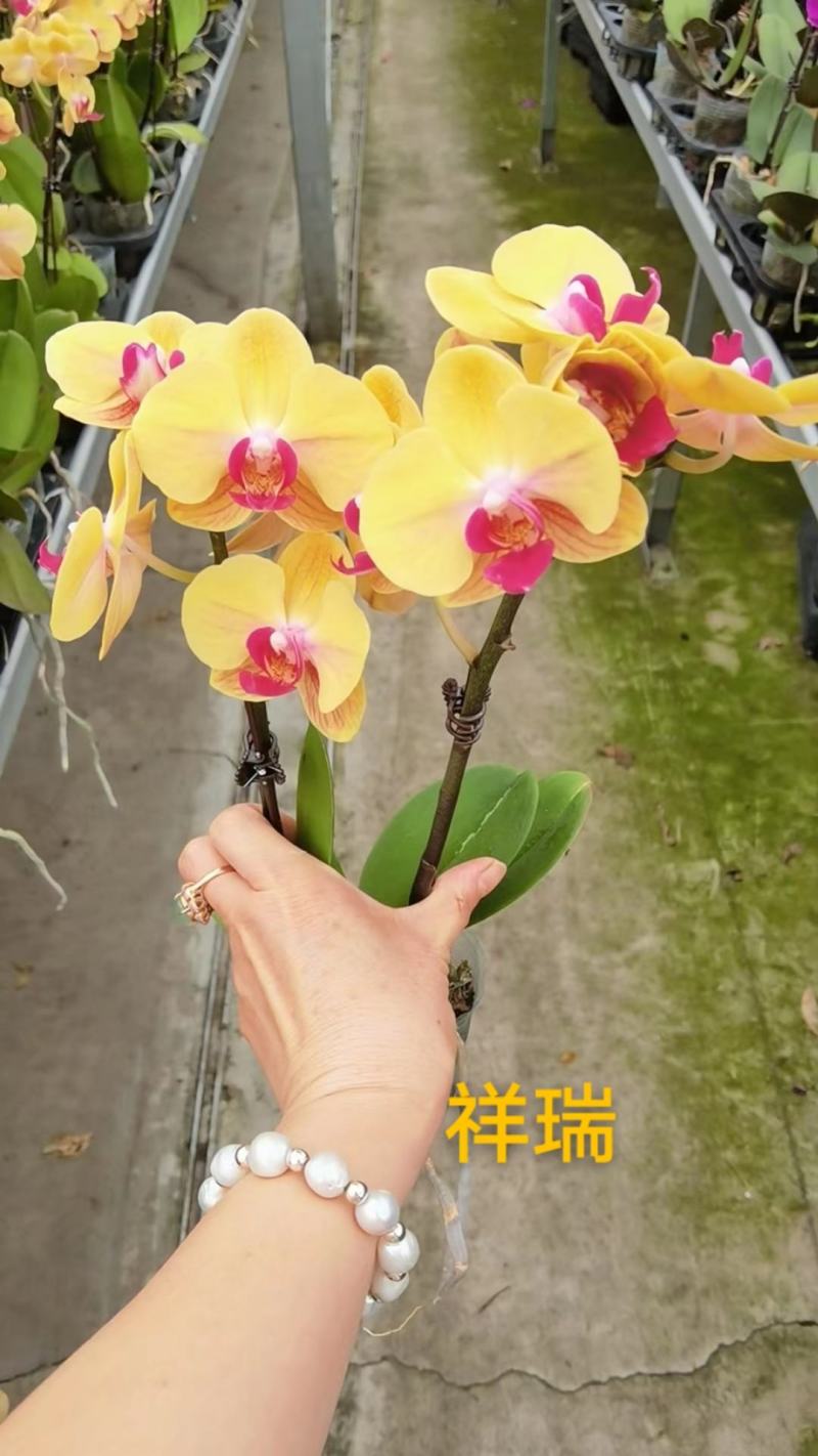 蝴蝶兰福利特价9元，颜色种类多，可拼箱可单发现货实拍品质