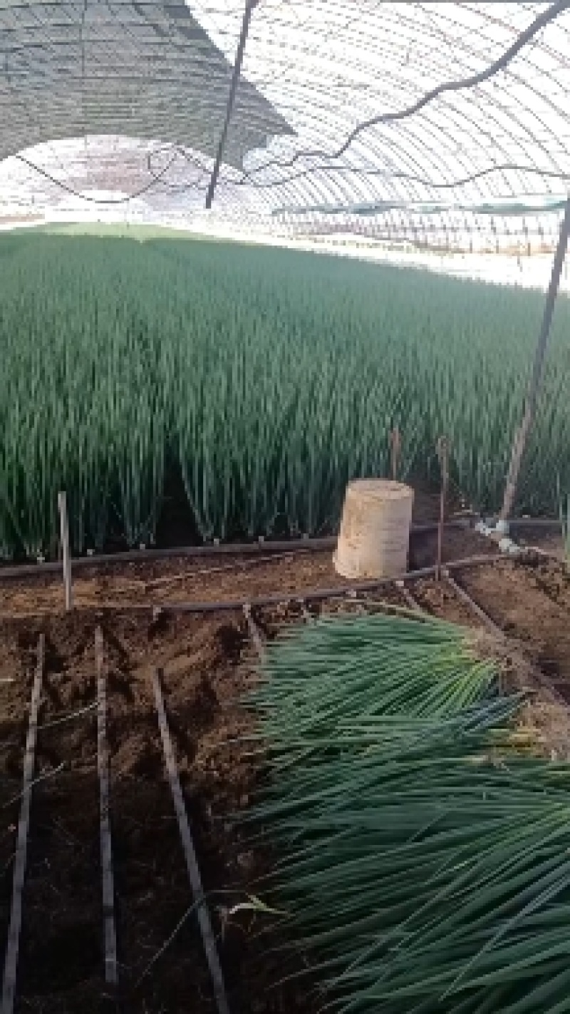 东北产地直发精品小葱，大棚香葱，陆地香葱，质量好价格实惠