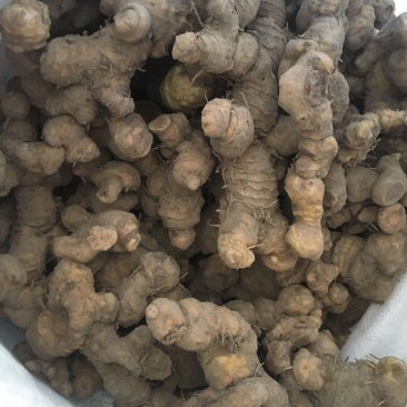 黄精