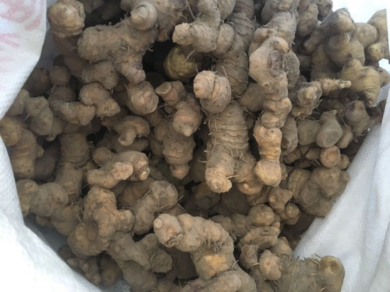 黄精
