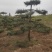 造型油松