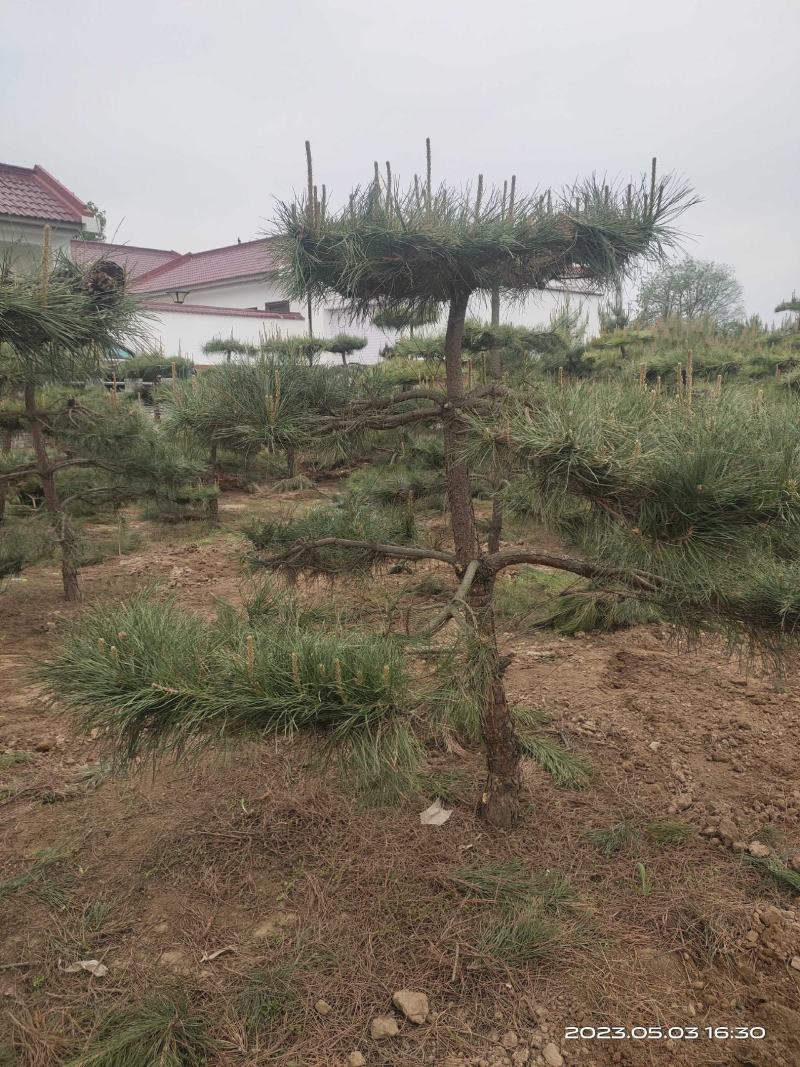 造型油松