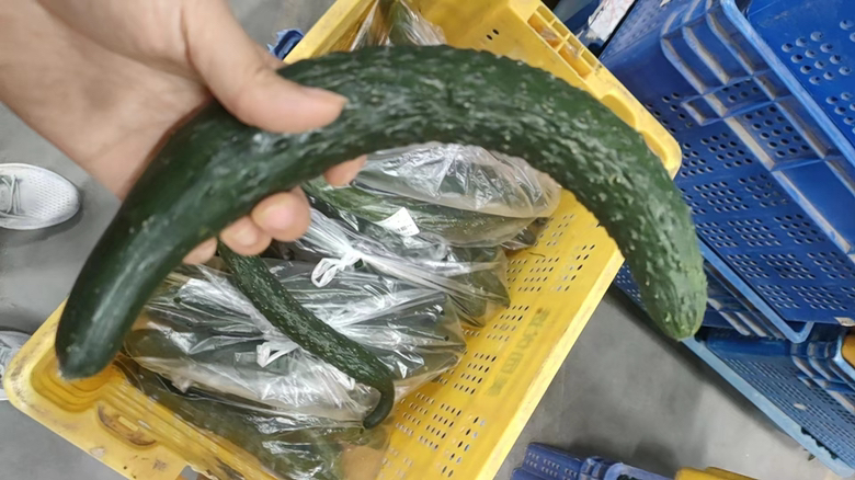 黄瓜大头现象图示