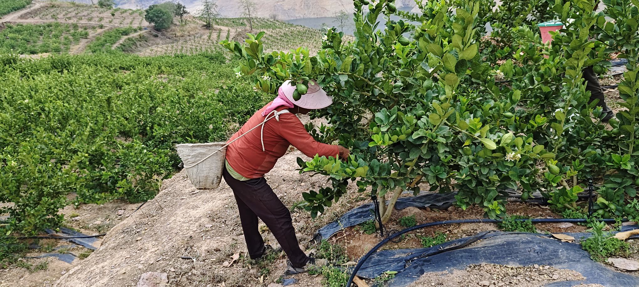 一位果农正在果园中手工采摘柠檬,手持剪刀剪下成熟的果实,动作轻柔,避免损伤果皮 采摘柠檬的过程