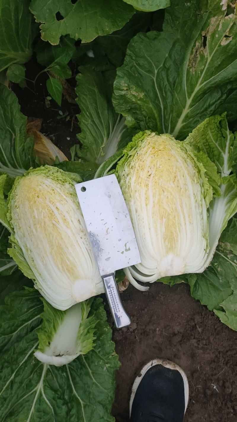 黄心大白菜大量上市大小车随到随装，需要提前联系