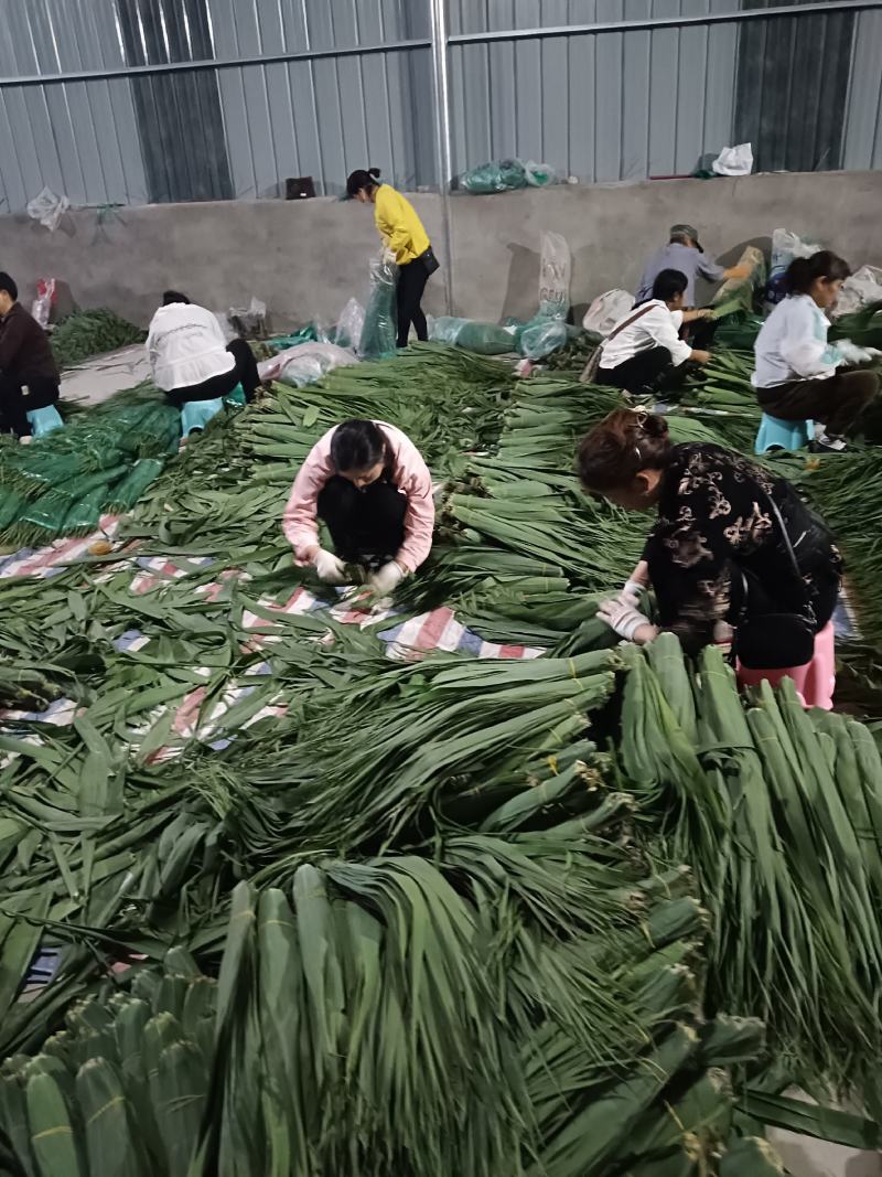 沅江市洞庭湖芦苇叶