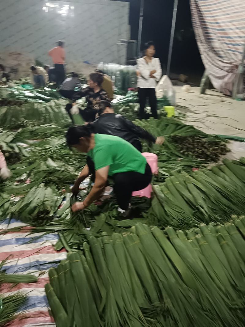 沅江市洞庭湖芦苇叶